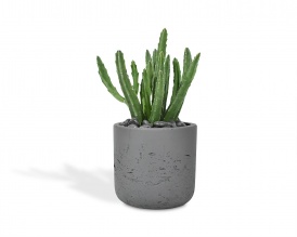 CACTUS in dark grey cement pot