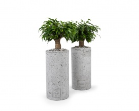 Ficus benjamina in cylindrical concrete pot