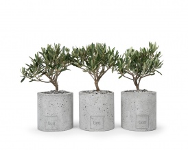 Olive plant in round concrete pot