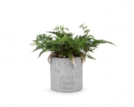 Asparagus in cylindrical concrete pot
