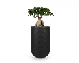 Ficus benjamina bonsai in black ribbed ficonstone pot