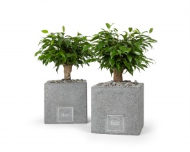  Ficus benjamina in square ficonstone pot