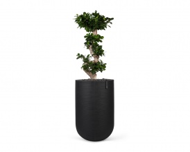 Ficus benjamina bonsai in black ribbed ficonstone  pot