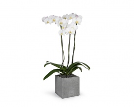  3-stem white phalaenopsis orchid  in square ficonstone pot