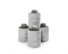 Mini cacti in cylindrical concrete pot