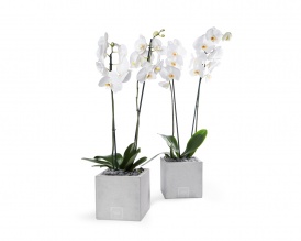 2-stem white phalaenopsis orchid  in square ficonstone pot
