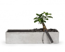 Ficus benjamina bonsai in rectangular concrete pot 