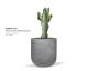 ANTHRA bowl - CACTUS MEXICAN plant