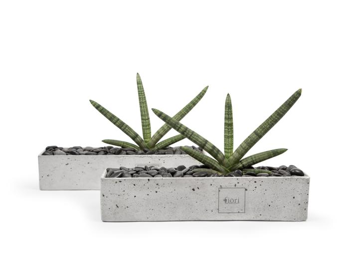 Sansevieria cylindrica in rectangular concrete pot