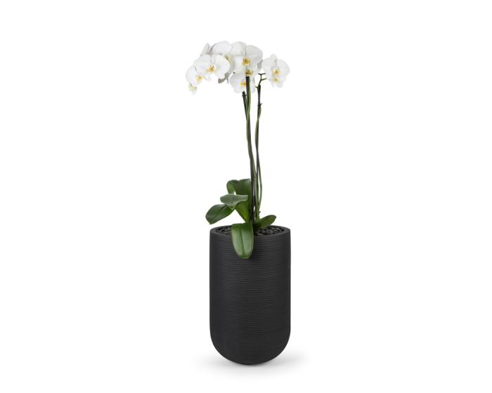  3-stem white phalaenopsis orchid  in black ribbed ficonstone pot