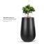 mavra_kormos_low_-_ficus_bonsai_plant