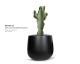 mavra_orb_-_cactus_mexican_plant