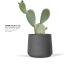 OMBRE 4 BLACK orb - OPUNTIA plant