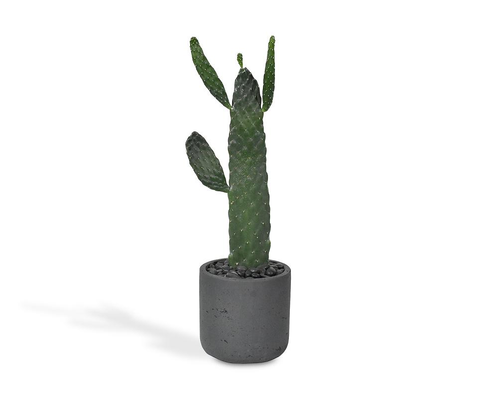PRICKLY PEAR in dark grey cement pot
