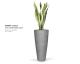 anthra_conical_-_sansevieria_plant