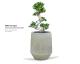 terra_hexagon_-_ficus_bonsai_plant
