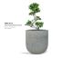 terra_bowl_-_ficus_bonsai_plant
