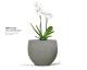 terra_coupe_-_orchid_plant