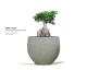 terra_coupe_-_ficus_bonsai_plant