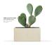 ONET square low SAND - OPUNTIA plant